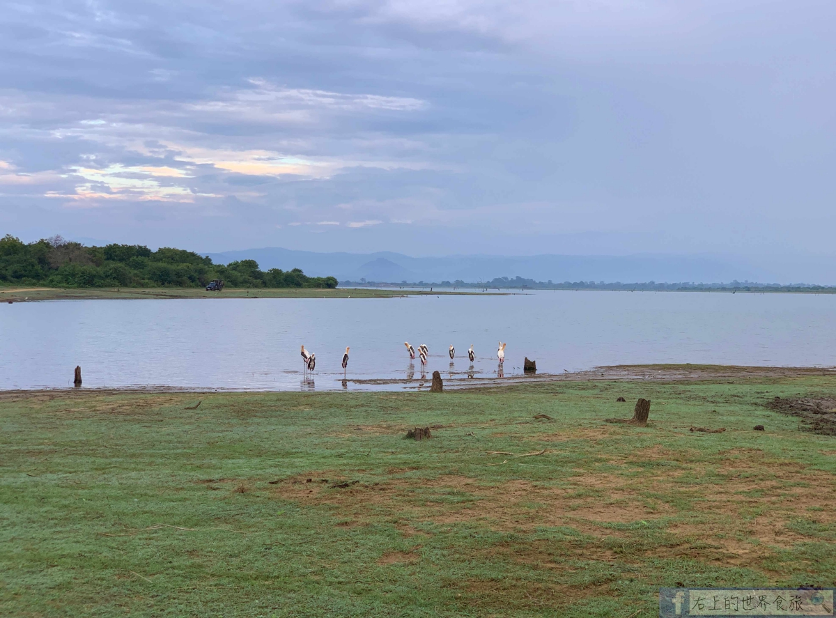 斯里蘭卡11-大象、孔雀、水牛、珍奇鳥類看不完的野生動物天堂：Udawalawe National Park @右上世界食旅