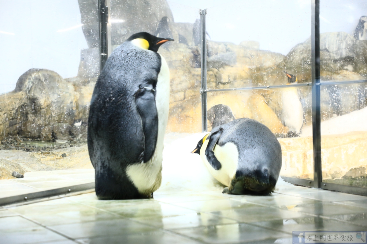 和歌山親子遊最佳動物園．看熊貓、海豚、企鵝、餵食長頸鹿：ADVENTURE WORLD冒險世界遊樂園 @右上世界食旅