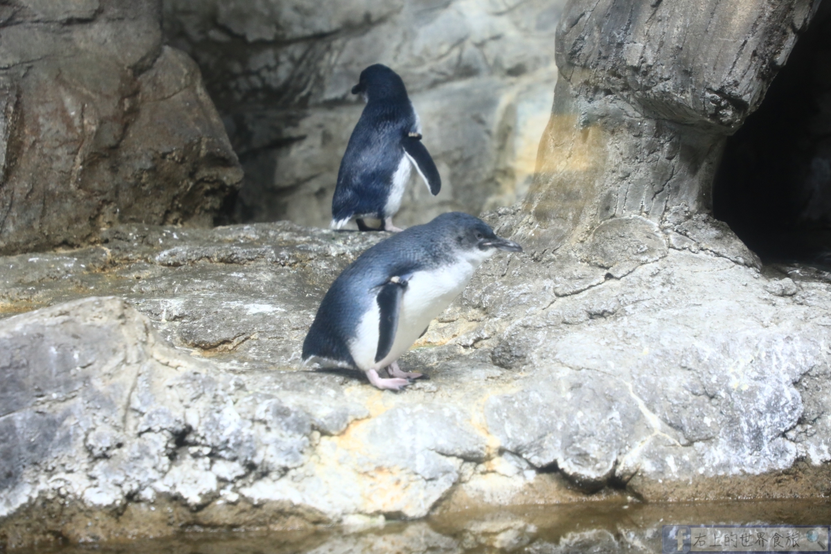 和歌山親子遊最佳動物園．看熊貓、海豚、企鵝、餵食長頸鹿：ADVENTURE WORLD冒險世界遊樂園 @右上世界食旅