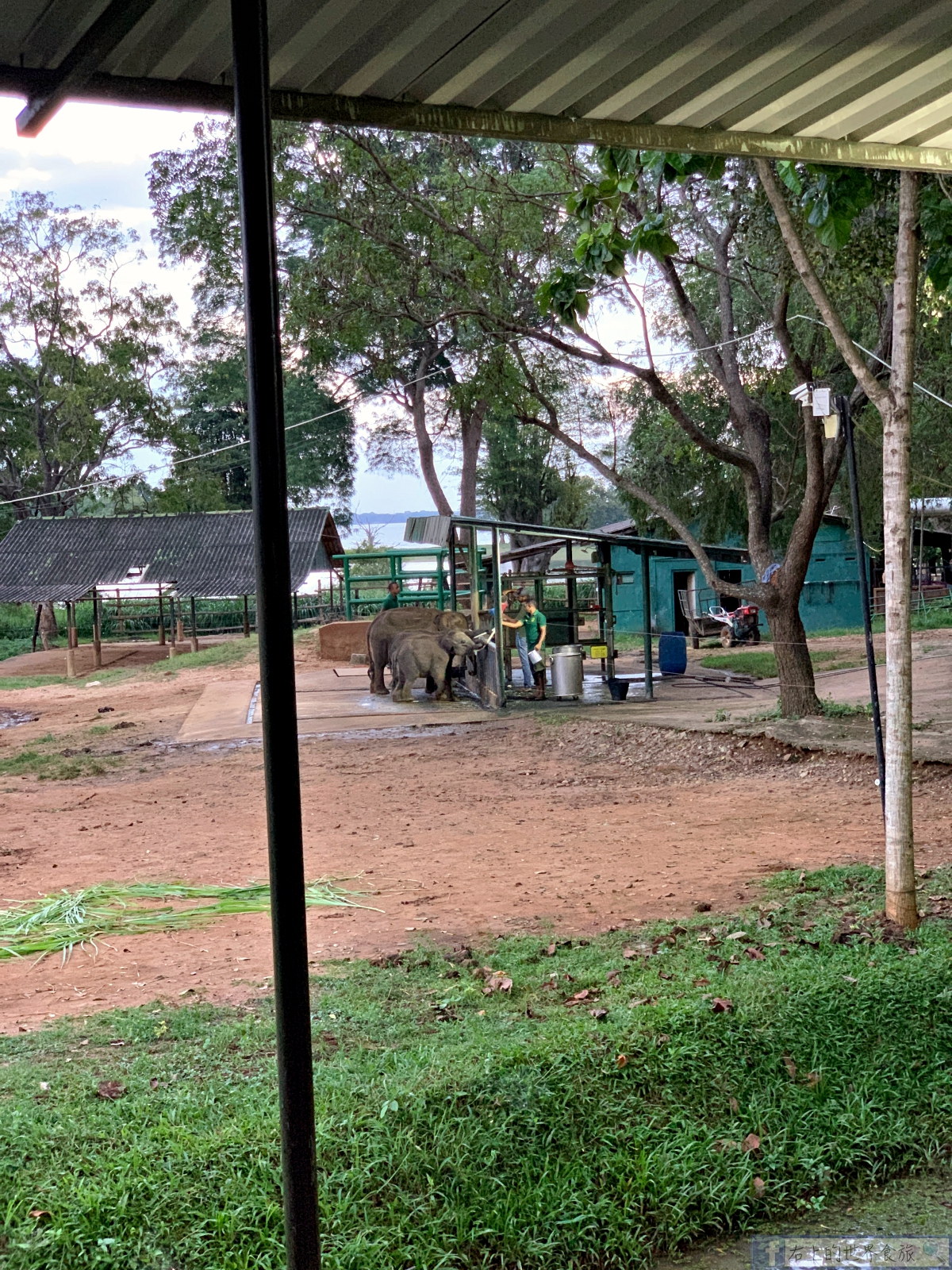 斯里蘭卡10-必訪大象孤兒院．入住帳篷飯店&#038;Udawalawa住宿推薦 @右上世界食旅