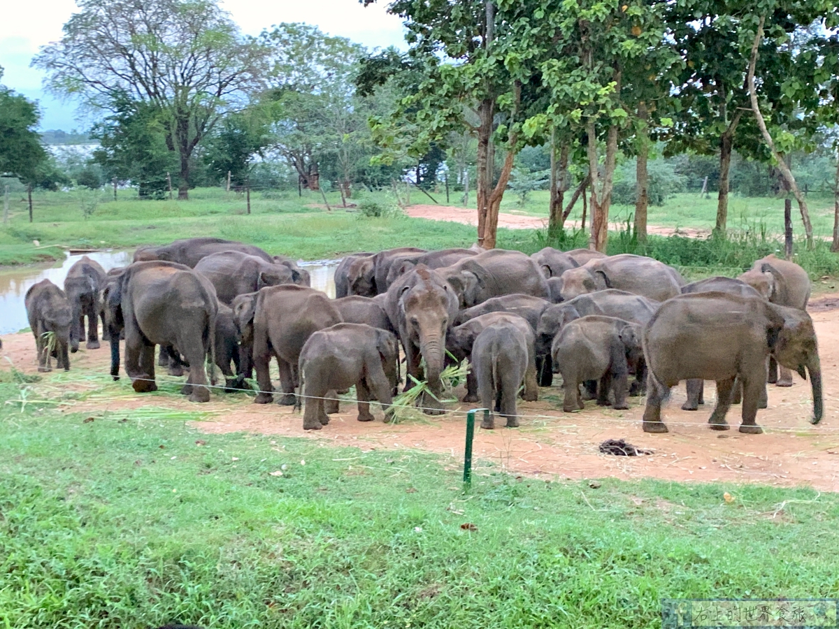 斯里蘭卡10-必訪大象孤兒院．入住帳篷飯店&#038;Udawalawa住宿推薦 @右上世界食旅