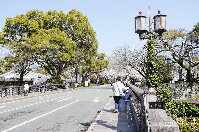 九州 熊本城｜修復中與原始樣貌，含交通攻略：櫻花名所百選、日本三大城 @右上世界食旅