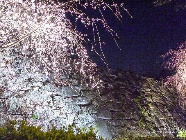 福岡城跡夜櫻（含交通攻略）：燈光美氣氛佳 @右上世界食旅