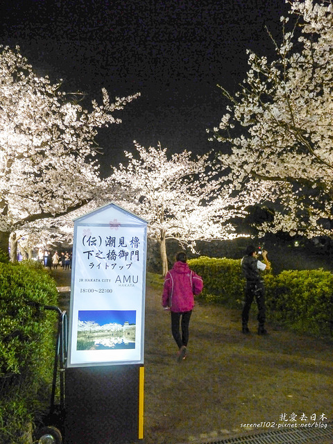 福岡城跡夜櫻（含交通攻略）：燈光美氣氛佳 @右上世界食旅
