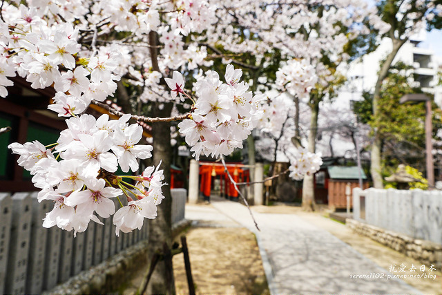 神戶賞櫻-生田神社．三月櫻．交通攻略 @右上世界食旅