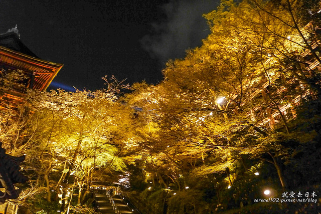 京都旅遊｜清水寺夜櫻 交通攻略&#038;全年夜間拜觀資訊 @右上世界食旅
