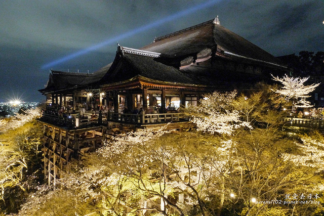 京都旅遊｜清水寺夜櫻 交通攻略&#038;全年夜間拜觀資訊 @右上世界食旅