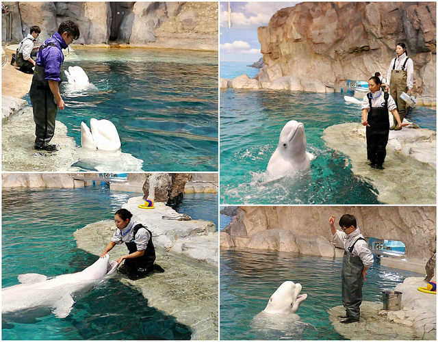 名古屋港水族館：交通攻略．海豚、企鵝走路、虎鯨、小白鯨精彩表演不間斷（內有表演錄影） @右上世界食旅