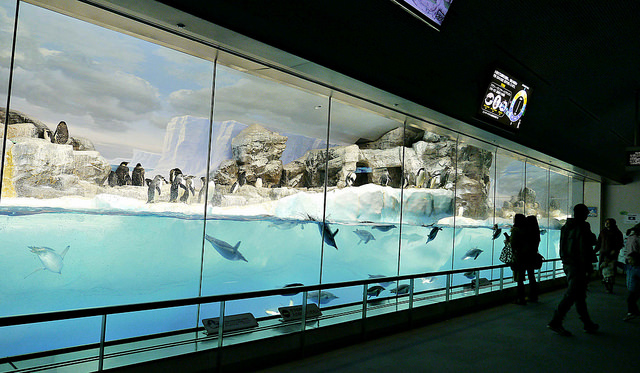 名古屋港水族館：交通攻略．海豚、企鵝走路、虎鯨、小白鯨精彩表演不間斷（內有表演錄影） @右上世界食旅