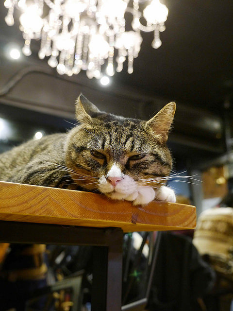 【雙連站美食】找貓咪：赤峰街咖啡下午茶．有四隻貓咪陪玩．有圍裙蛋糕的療癒貓店 @右上世界食旅