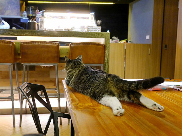 【雙連站美食】找貓咪：赤峰街咖啡下午茶．有四隻貓咪陪玩．有圍裙蛋糕的療癒貓店 @右上世界食旅