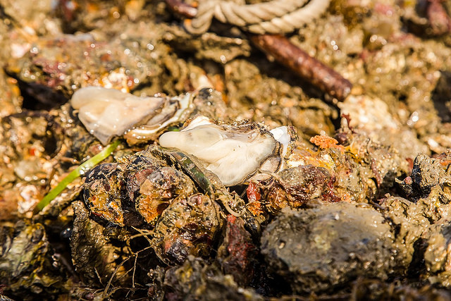 廣島 吳市旅遊-海上現採現烤絕美大牡蠣：山根水產．小町牡蠣 @右上世界食旅
