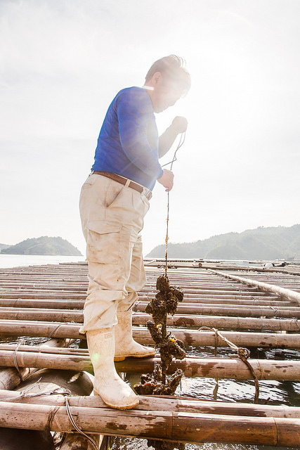 廣島 吳市旅遊-海上現採現烤絕美大牡蠣：山根水產．小町牡蠣 @右上世界食旅