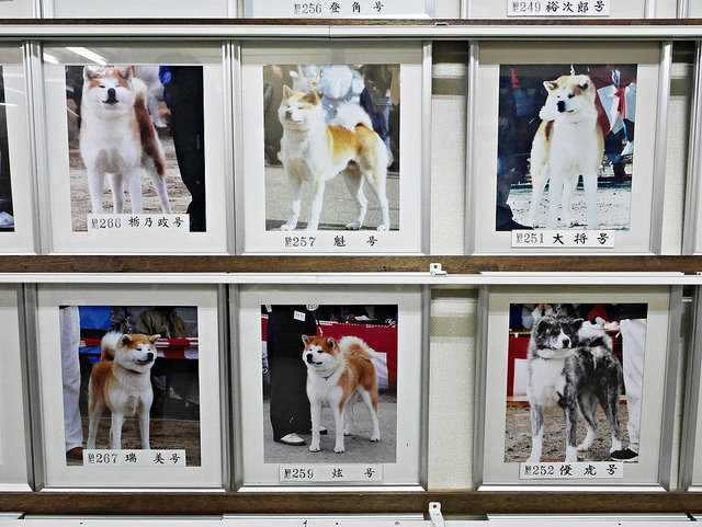 秋田 大館 秋田犬會館：日本國犬、名犬看到飽（含交通攻略） @右上世界食旅