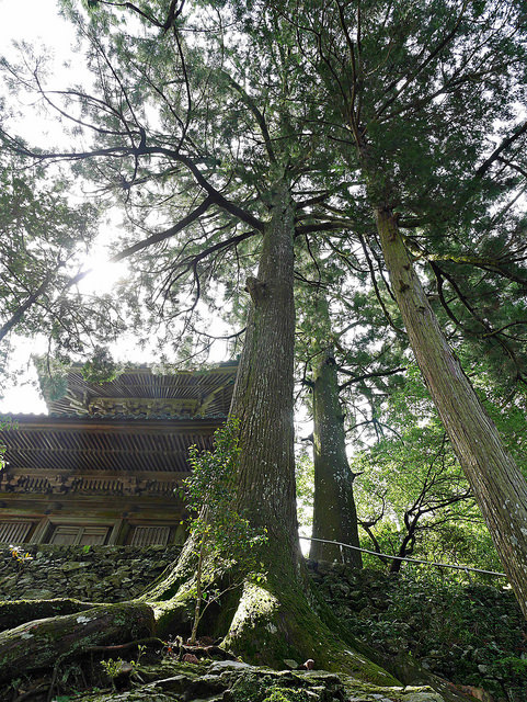 四國 德島旅遊-西日本最長纜車：太龍寺（含交通攻略）．四國遍路規模最大寺廟 @右上世界食旅
