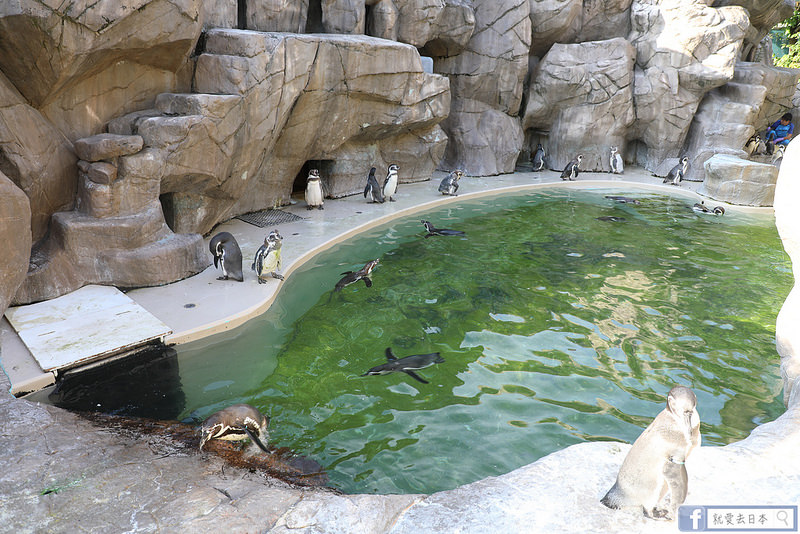 【新潟旅遊】新潟水族館marinepia日本海：2萬種水中生物，天天看企鵝、海獺、海獅餵食秀 @就愛去日本 - 右上的世界食旅