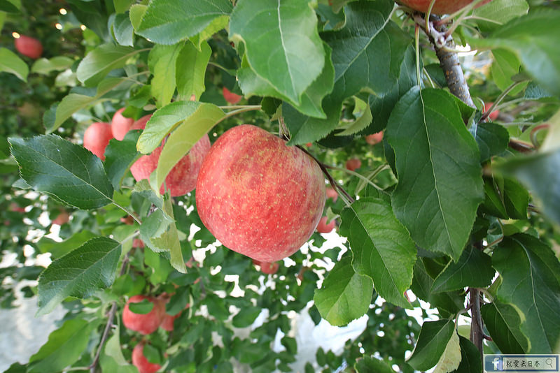 福島旅遊-採蘋果去！MARUSEI果園：現採季節櫻桃、水蜜桃、梨子、葡萄、蘋果和柿子吃到飽 @右上世界食旅