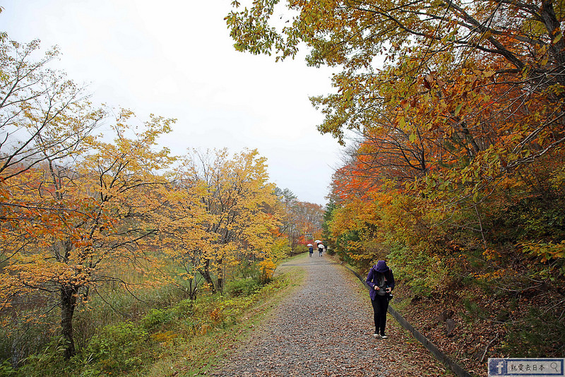福島旅遊 賞楓-最美秋景免費參觀：觀音沼森林公園 @右上世界食旅
