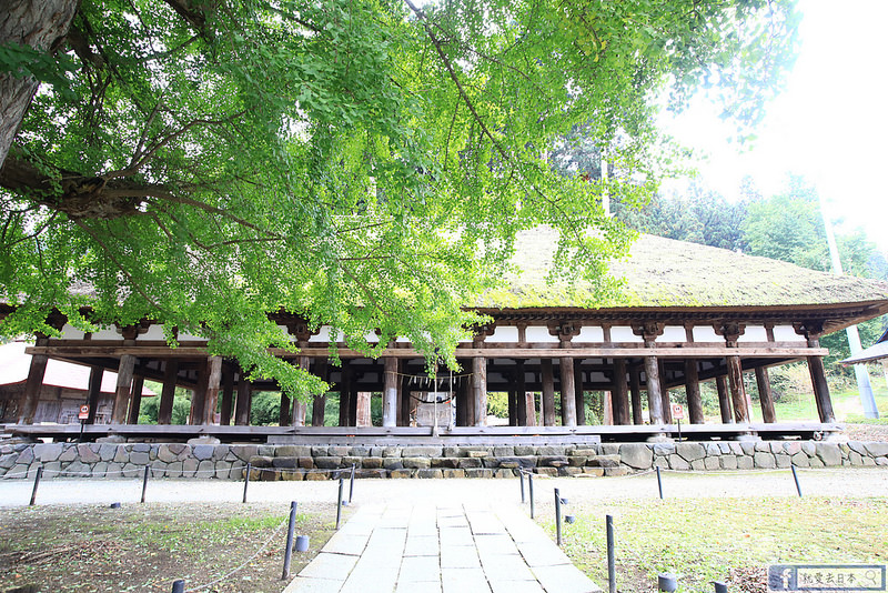 福島旅遊-新宮熊野神社：800年銀杏神木下的雄偉長床，經典茅草屋頂千年歷史美景 @右上世界食旅