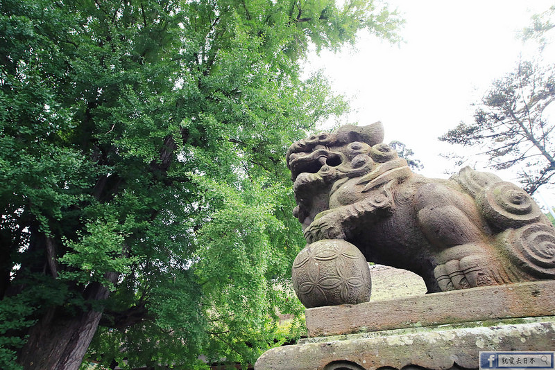 福島旅遊-新宮熊野神社：800年銀杏神木下的雄偉長床，經典茅草屋頂千年歷史美景 @右上世界食旅
