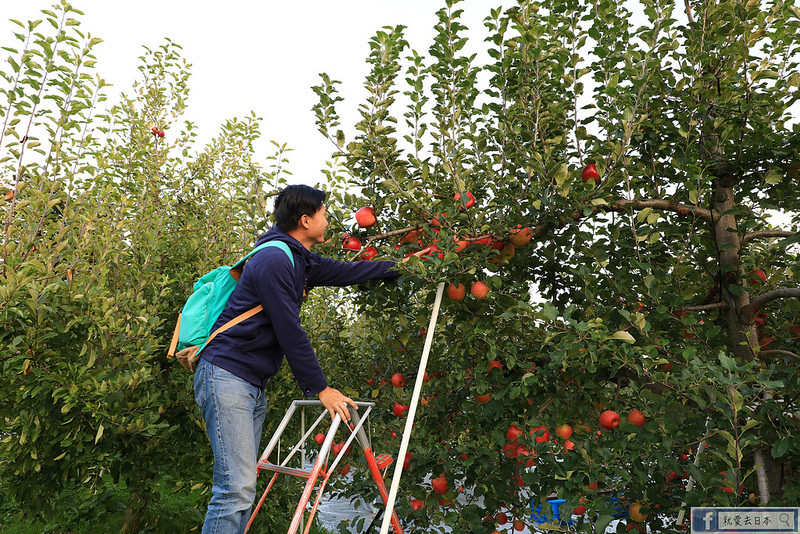 福島旅遊-採蘋果去！MARUSEI果園：現採季節櫻桃、水蜜桃、梨子、葡萄、蘋果和柿子吃到飽 @右上世界食旅