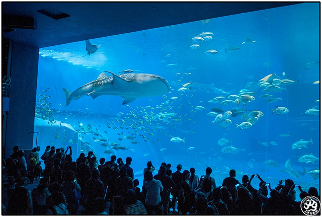 沖繩景點：亞洲最大！沖縄美ら海水族館 @右上世界食旅