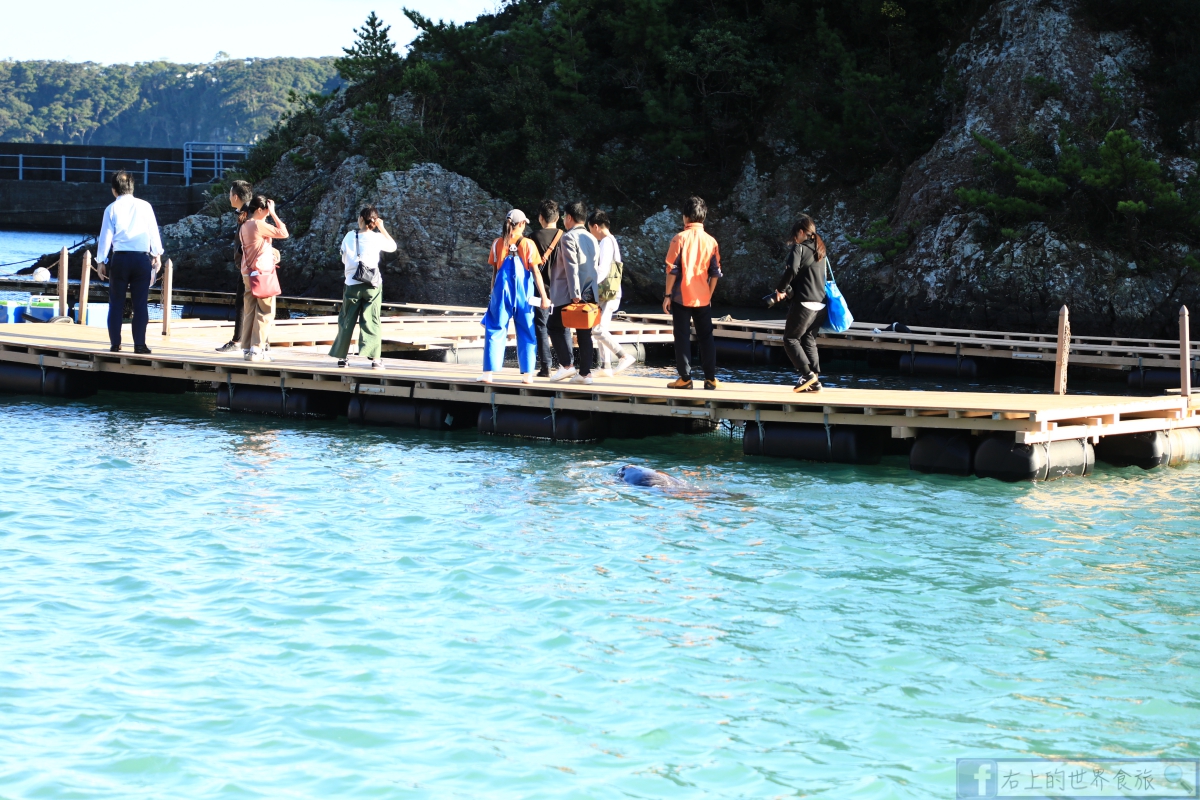 和歌山旅遊-在自然水域裡欣賞鯨豚表演，爭議和趣味兼具：太地町鯨魚博物館 @右上世界食旅