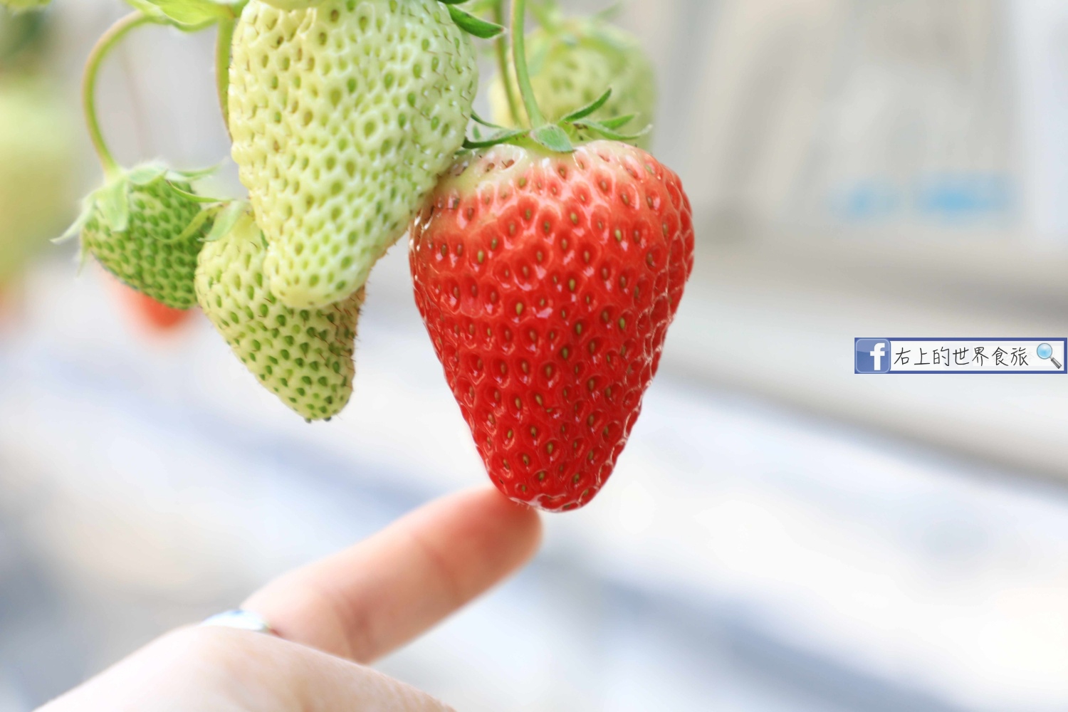 島根旅遊-現採草莓吃到飽．銷魂草莓甜點冰品：Kinta農園BERRYNE（きんた農園ベリーネ） @右上世界食旅