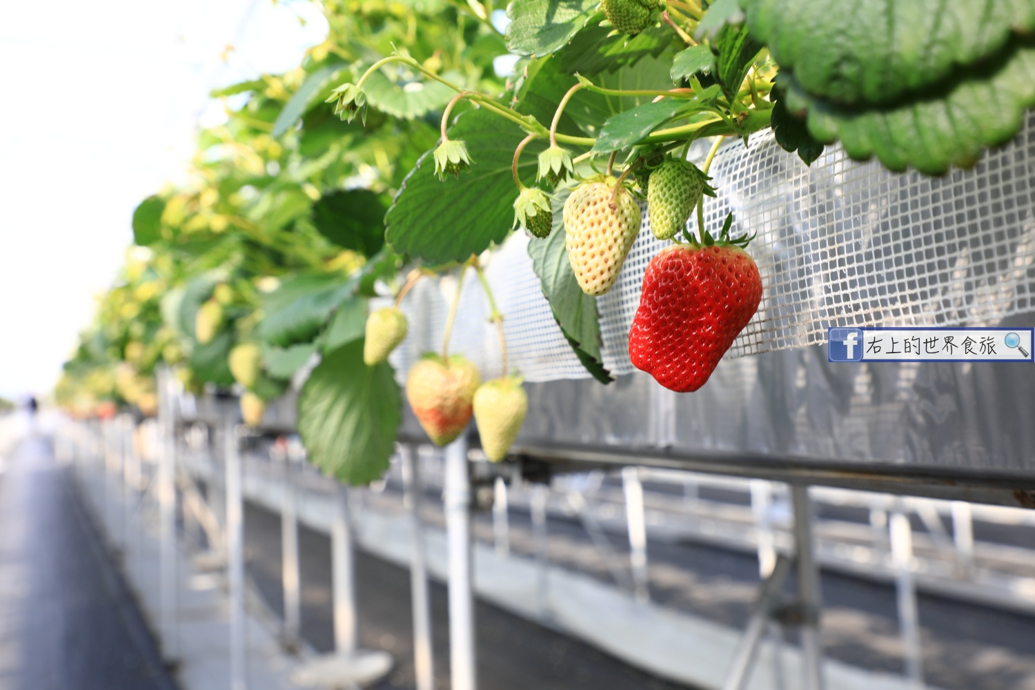 島根旅遊-現採草莓吃到飽．銷魂草莓甜點冰品：Kinta農園BERRYNE（きんた農園ベリーネ） @右上世界食旅