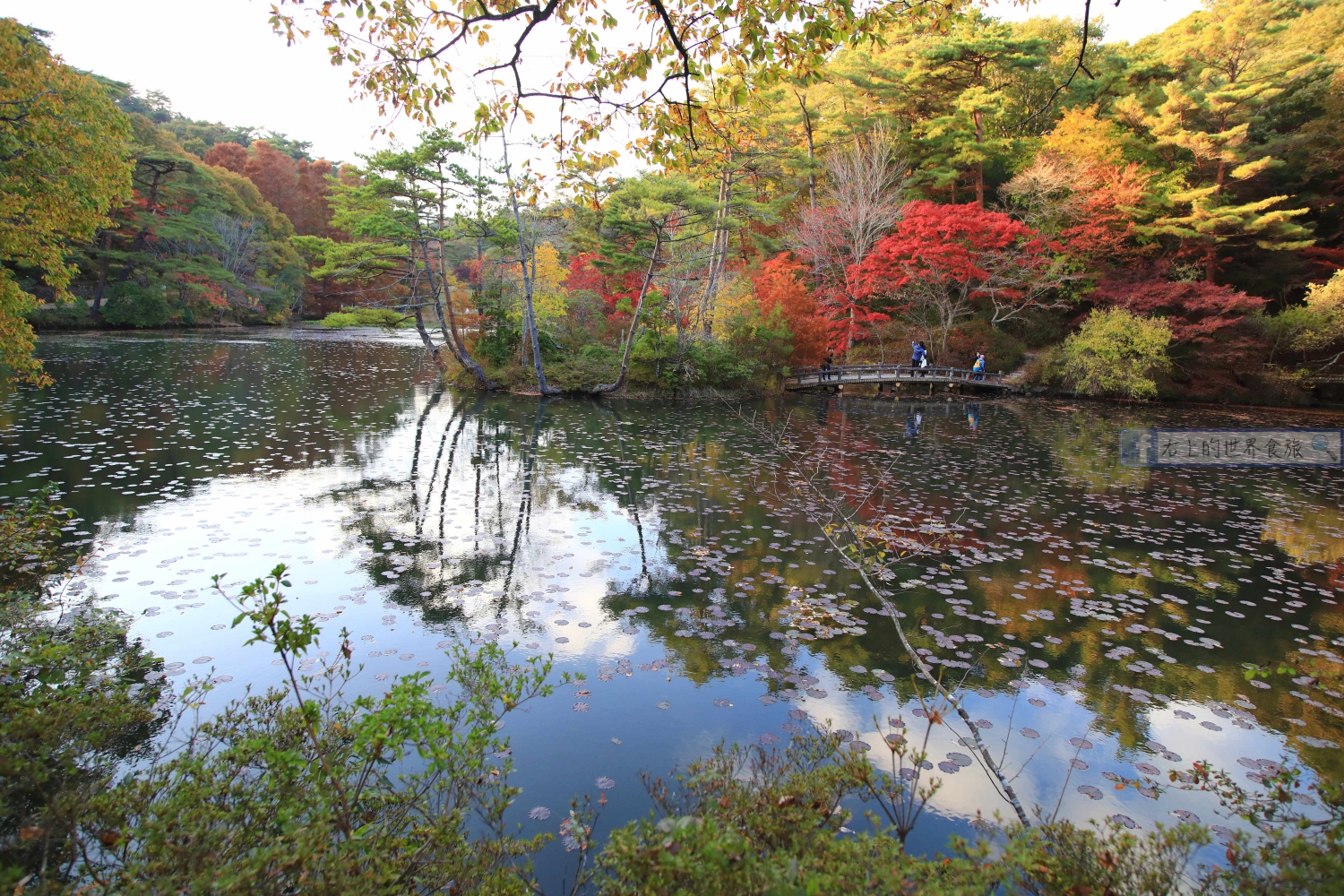 兵庫 神戶旅遊-神戶市立植物園怎麼去？CP值很高的賞楓看花踏青景點 @右上世界食旅
