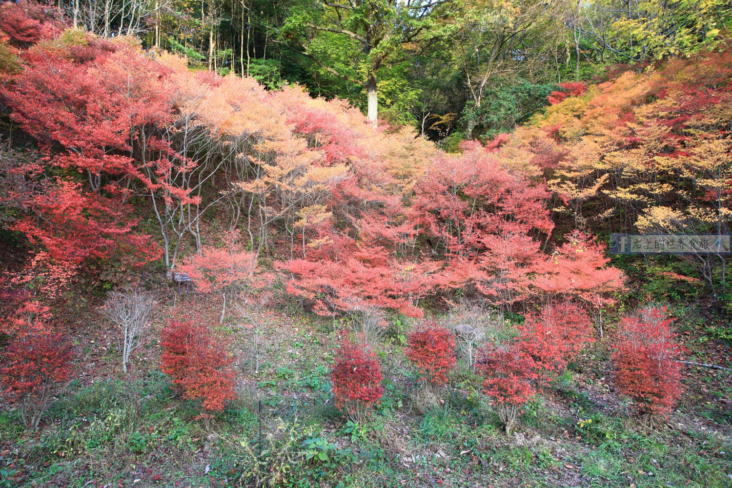 兵庫 神戶旅遊-神戶市立植物園怎麼去？CP值很高的賞楓看花踏青景點 @右上世界食旅